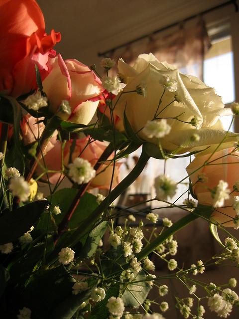 Roses and baby's breath in morning light