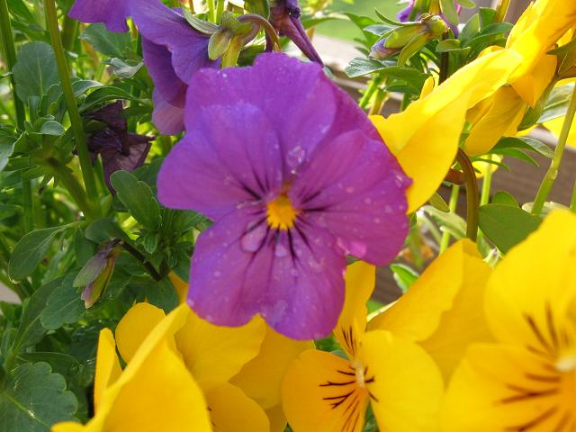 Pansies in dew and morning light