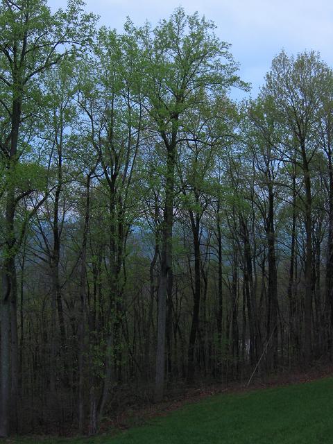 Dusk, Blue Mountain, Linden Virginia