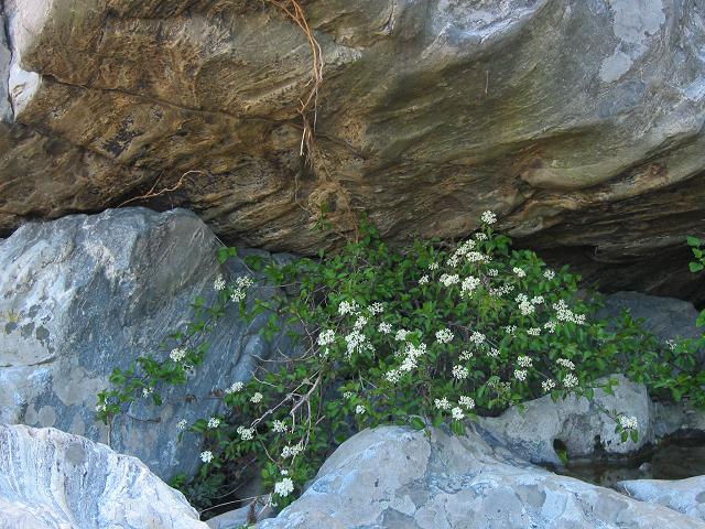 Flowers along Billy Goat Trail, Great Falls, Maryland
