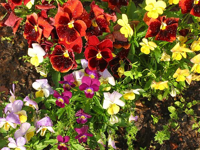 Spring flowers after rainstorm
