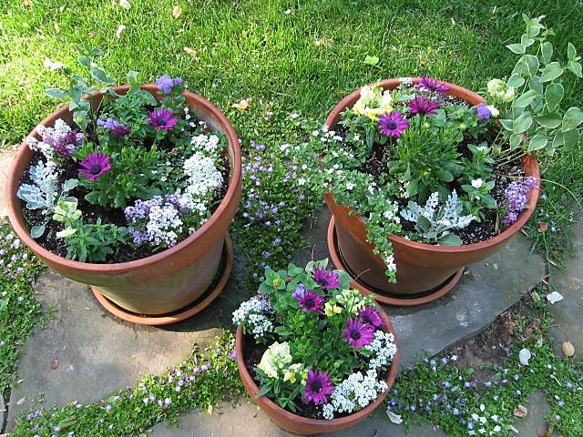 Spring flowers, Dunkirk, Maryland