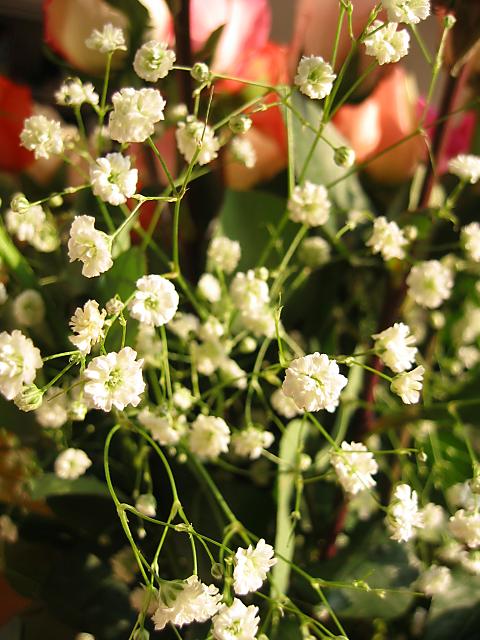 Baby's breath in morning light