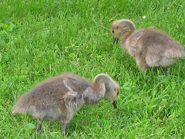 Gosslings feeding, Harrisburg, Pennsylvania