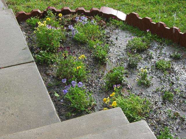 Pansies in rainstorm, Fairfax, Virginia