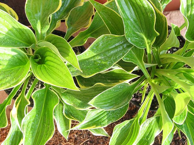 Hostas in evening light, Fairfax, Virginia