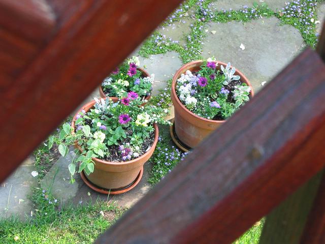 Poolside flowers, Dunkirk, Maryland