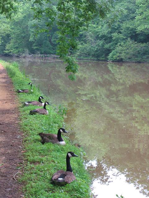 Geese along the Tow Path, Great Falls National Park, Maryland