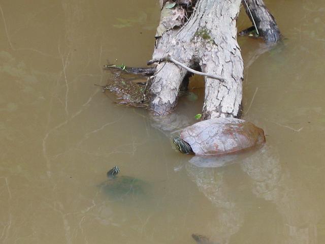Turtles in the canal, Great Falls National Park, Maryland