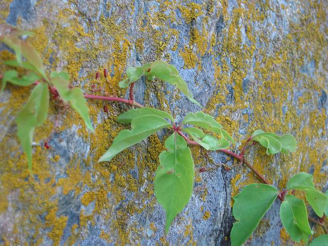 Lichen and leaves on rock, Great Falls, Virginia