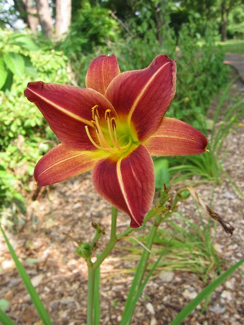 Flower along Heritage Trail, Minneapolis, Minnesota
