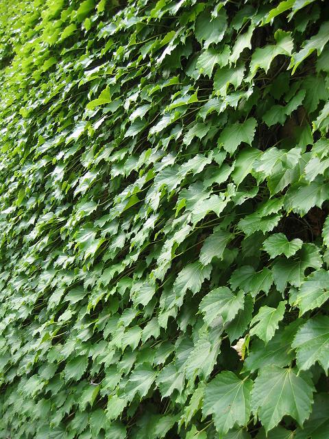 Ivy covering building, Minneapolis, Minnesota
