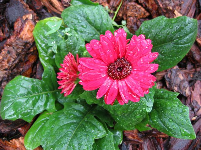 Flower after the rain, Minneapolis, Minnesota