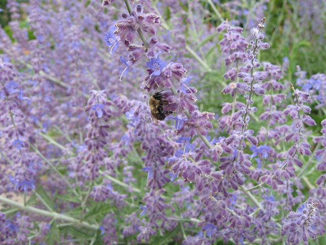 Bee on purple flower, Minneapolis, Minnesota