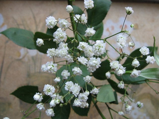 Baby's breath