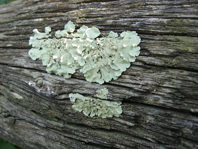 Lichen on fence post, WO&D Trail, Purcelville, Virginia
