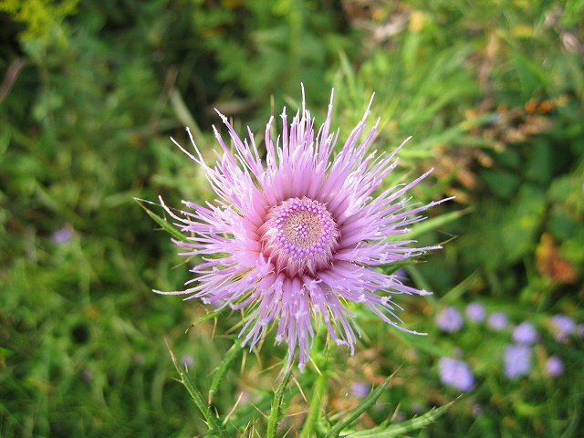 Summer flower along the WO&D Trail