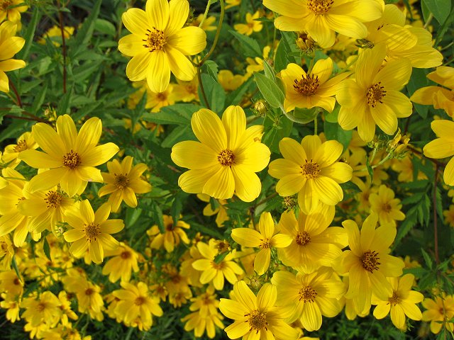 Summer flowers along the WO&D Trail, Purcelville, Virginia
