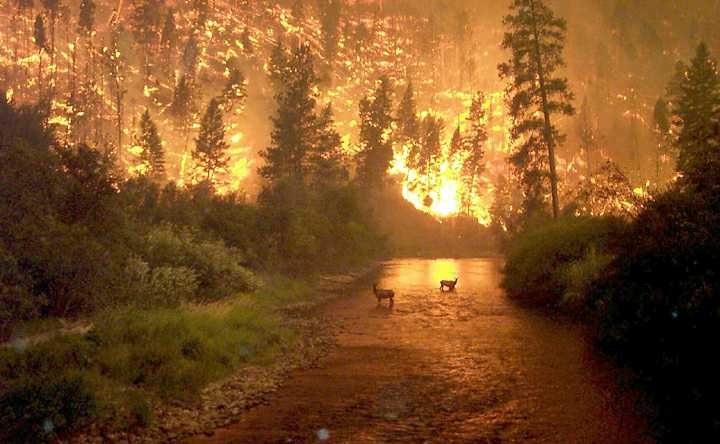 Fire in Bitterroot National Forest, Montana, August 6