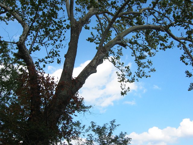 Tree along the path from Great Falls to River Bend Park, Virginia