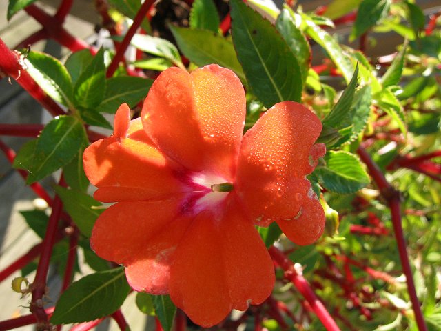 Dew on flower in fall morning light