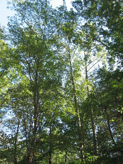 En route to Maryland Festival along Route 450, Crownsville