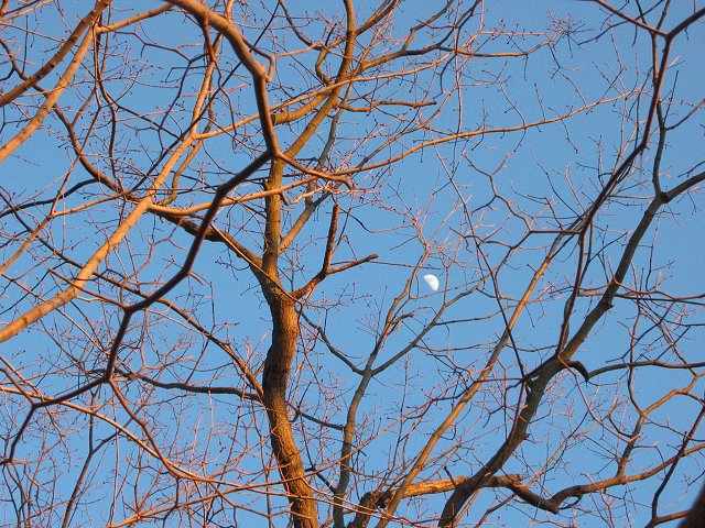 Moon through tree branches, Quiet Waters Park, Annapolis, Maryland