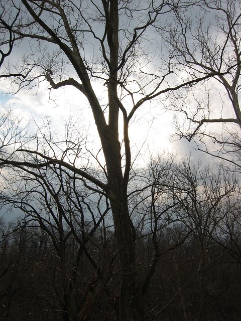 Trees in winter afternoon light, Carderock, Maryland