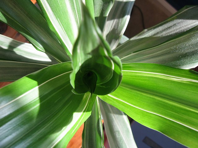 Plant leaves in morning light