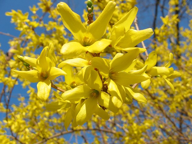 Forsythia, Mt. Washington, Maryland
