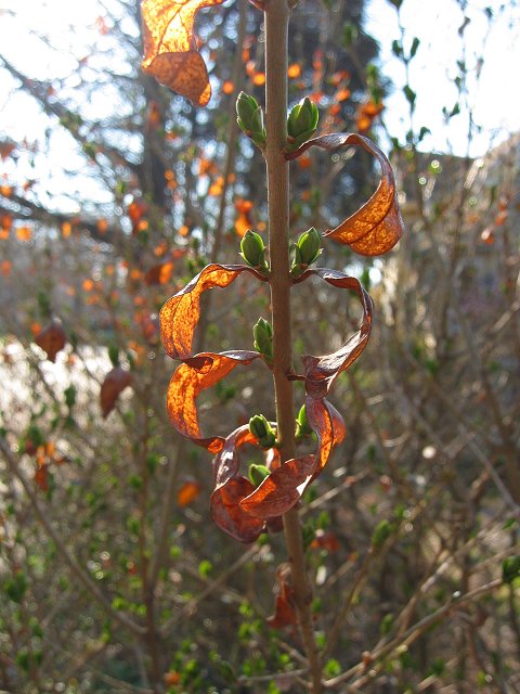 New growth and old leaves, Mt. Washington, Maryland