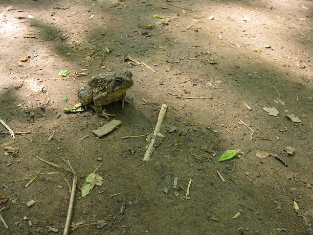 Frog along Billy Goat Trail, section C, Great Falls, Maryland