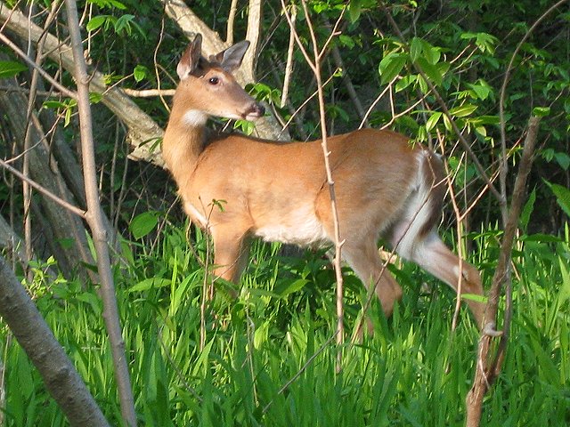 Deer along Billy Goat Trail section A, Great Falls National Park, Maryland