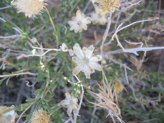Desert Cactus flowers, outside Las Vegas, Nevada