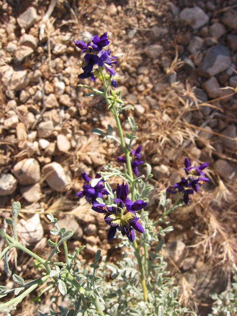 Desert flowers, Red Rock, outside Las Vegas, Nevada