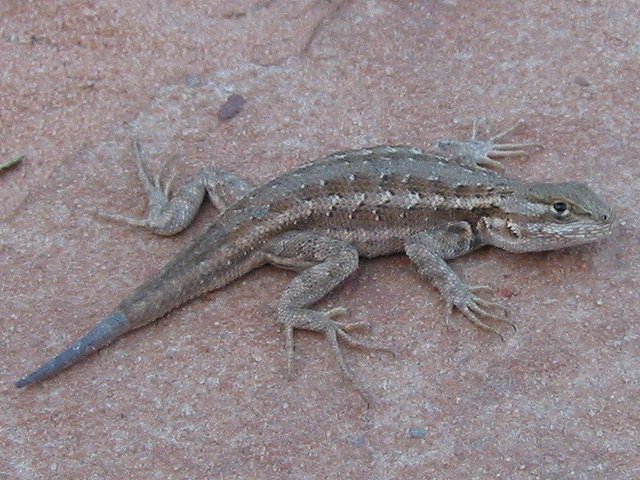 Lizard along Angel's Landing Trail, Zion National Park, Utah