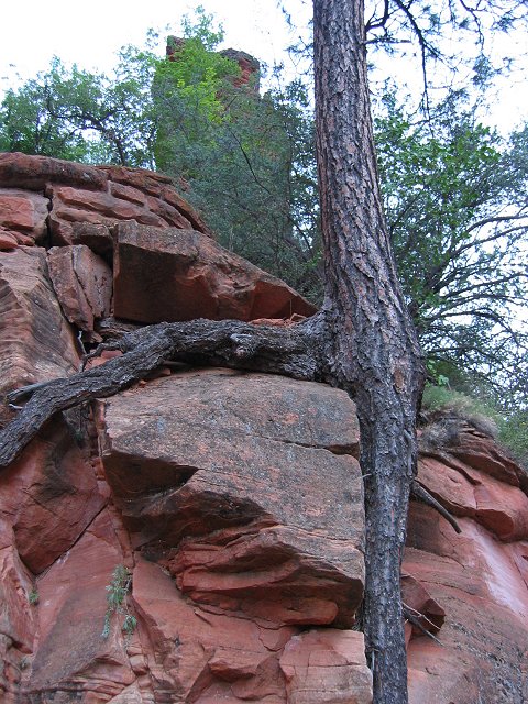 Tree roots along Angel's Landing Trail, Zion National Park, Utah