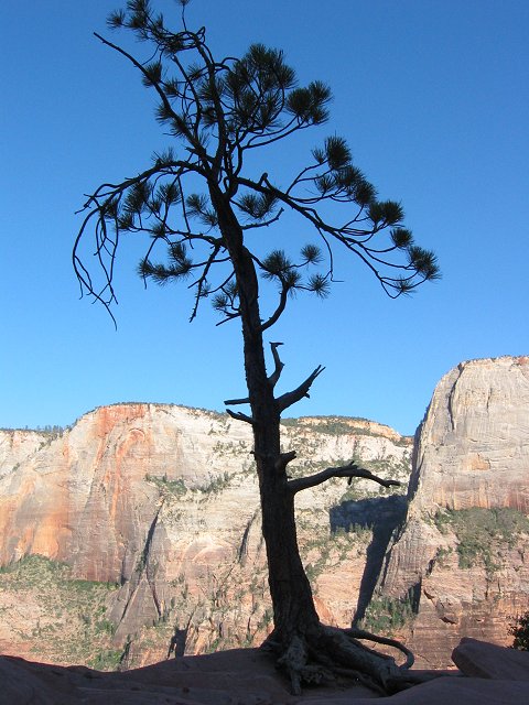 Tree along Angel's Landing Trail, Zion National Park, Utah