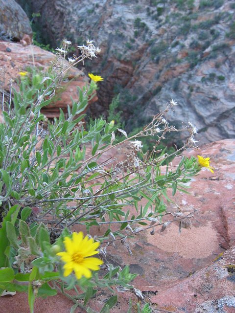 Flower in breeze over canyon, Zion National Park, Utah