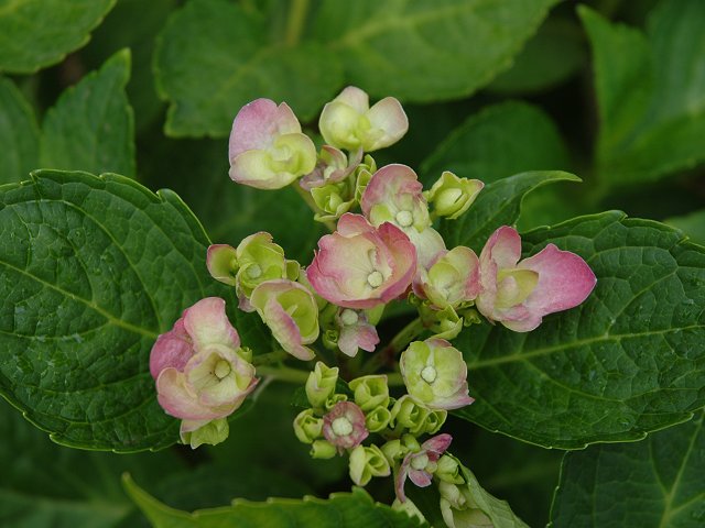 Flowering hydrangea, Farifax, Virginia