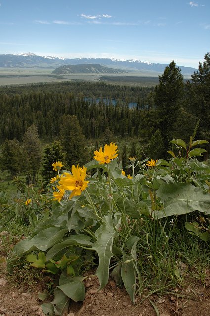 Lupine Meadows Trail, Grand Teton National Park, Wyoming