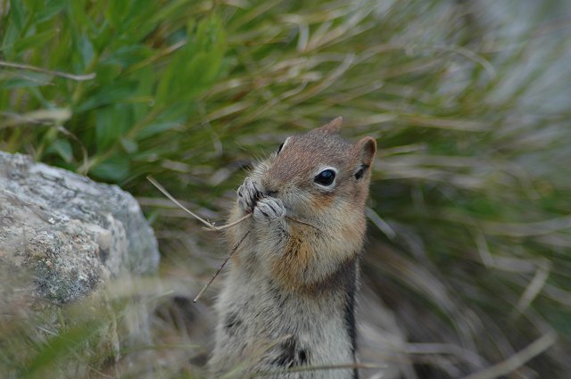 Chipmunk in Grand Teton National Park, Wyoming