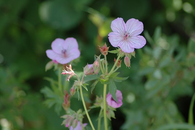 Flowers in Grand Teton National Park, Wyoming
