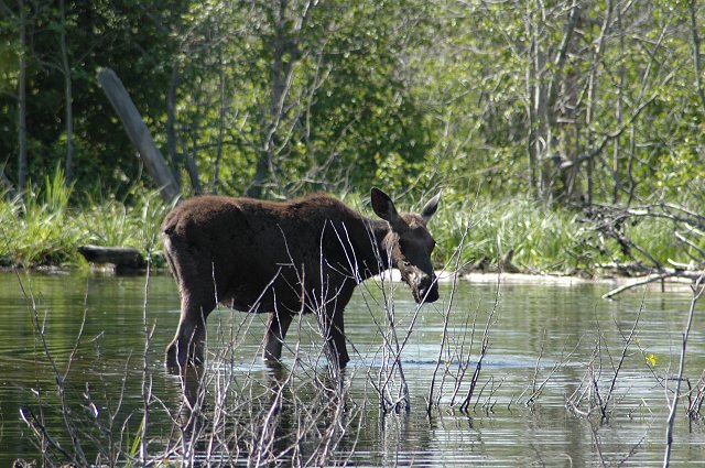 Young moose in Grand Teton National Park, Wyoming