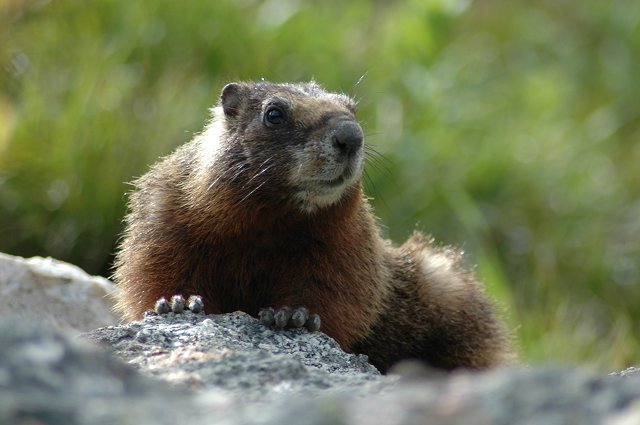 Marmot along Lupine Meadows Trail, Grand Teton National Park, Wyoming