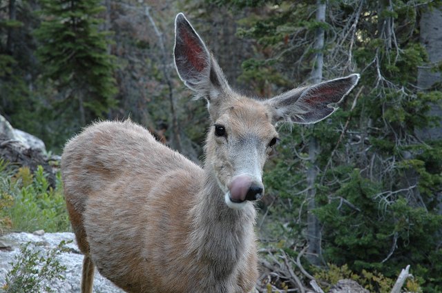 Deer along Lupine Meadows Trail, Grand Teton National Park, Wyoming