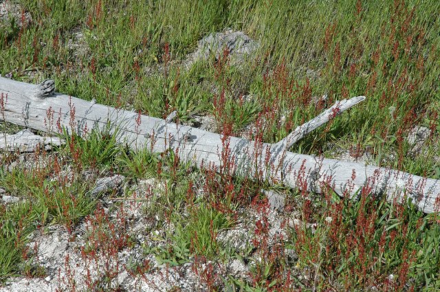 Fountain Paint Pot area, Yellowstone National Park, Wyoming