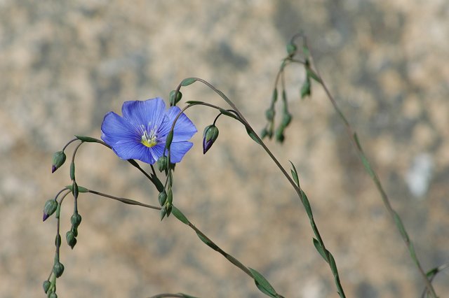 Flower, Teton Village, Wyoming