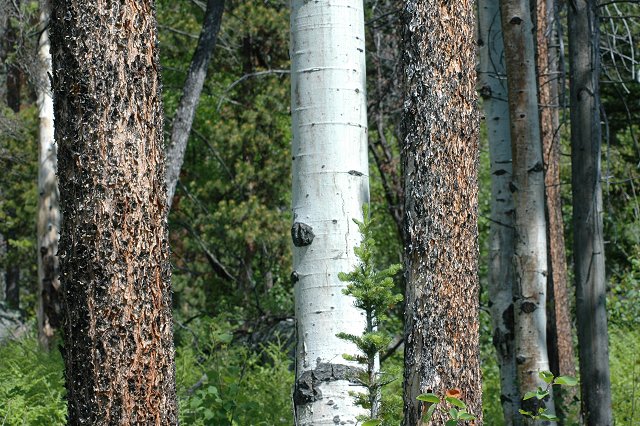 Trees, Teton Village, Wyoming
