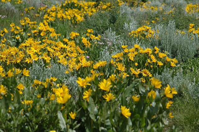 Flowers, Teton Village, Wyoming